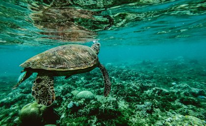 Our ocean’s wild places are dwindling like never before, meaning immense habitat loss for our wild creatures. Credit: Belle Co.